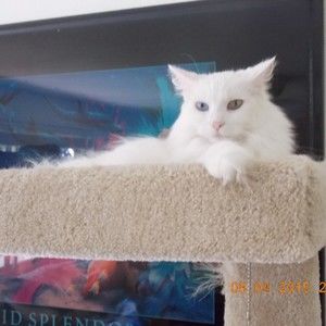 Meet your Posher, Susan